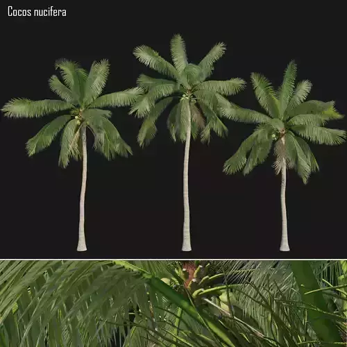 Cocos nucifera 01
