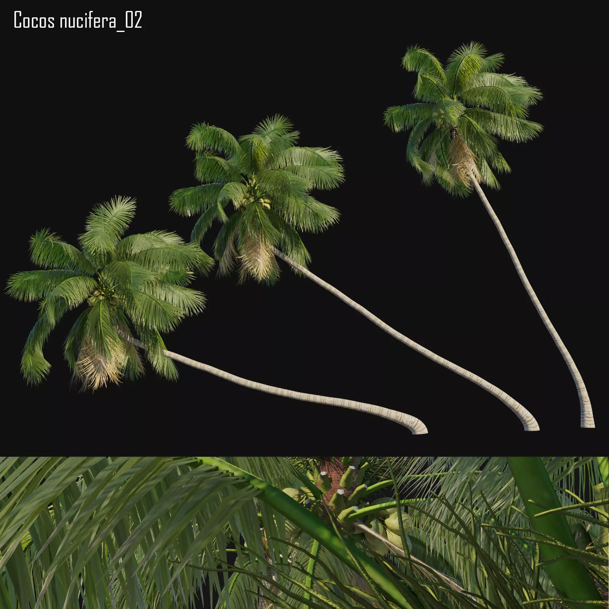 Cocos nucifera 02 3D model_0