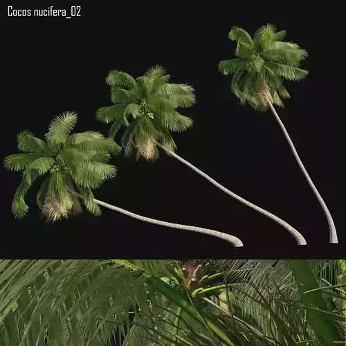 Cocos nucifera 02