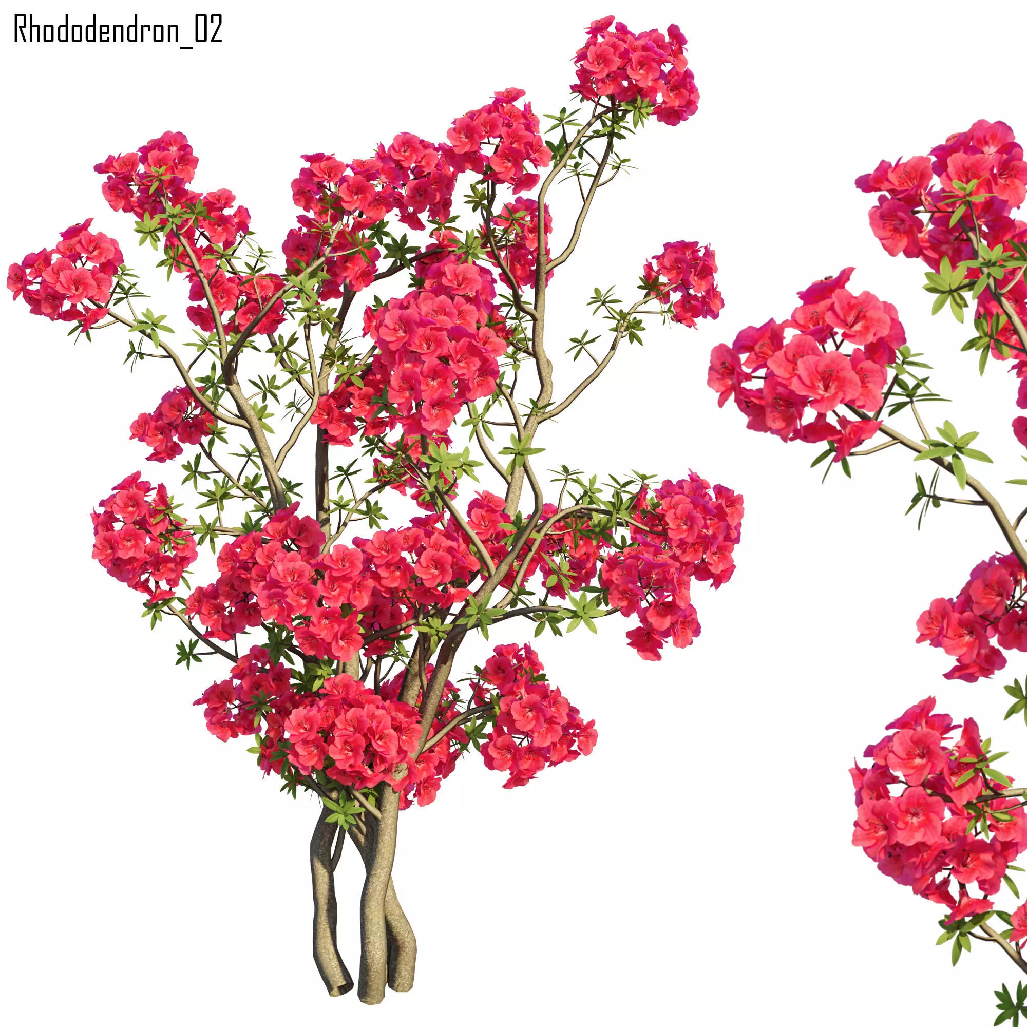 Rhododendron 02 3D model_0