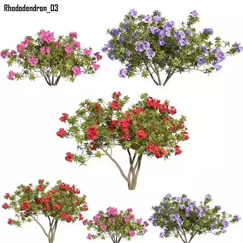 Rhododendron 03