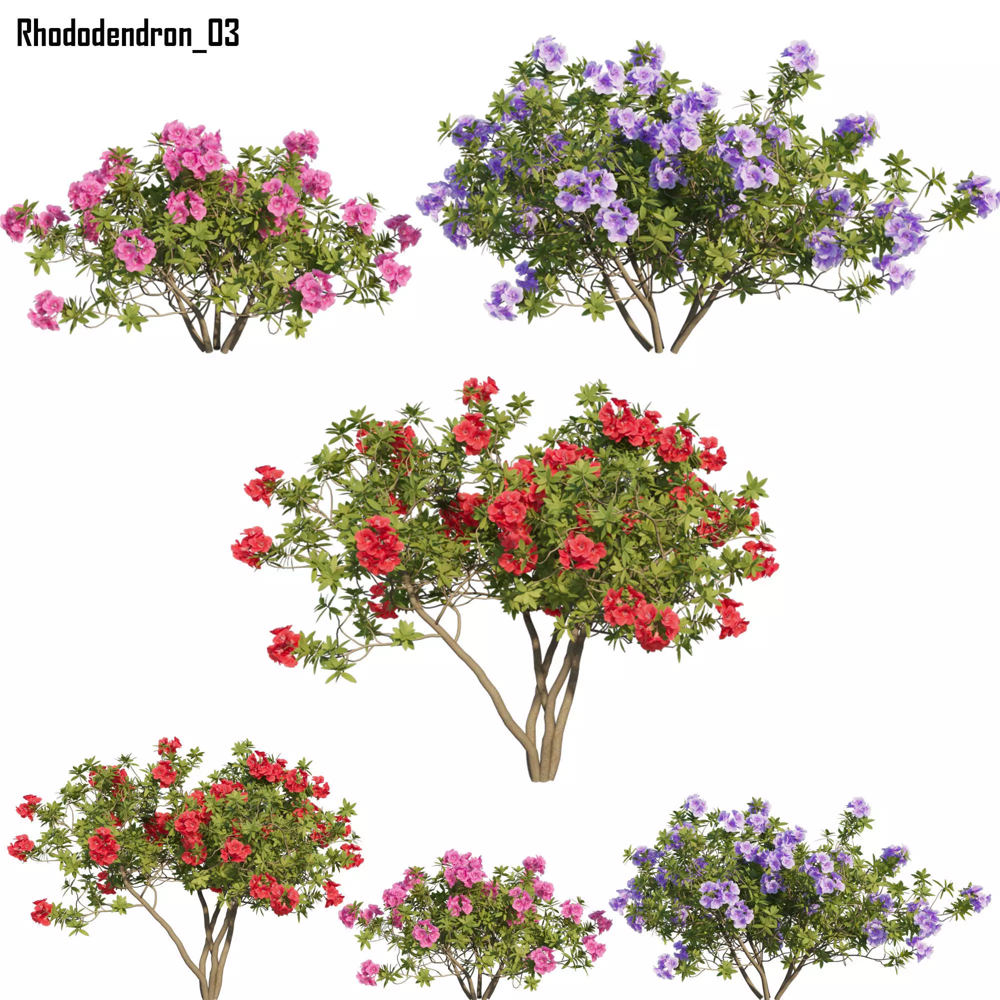Rhododendron 03 3D model_0