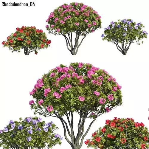 Rhododendron 04