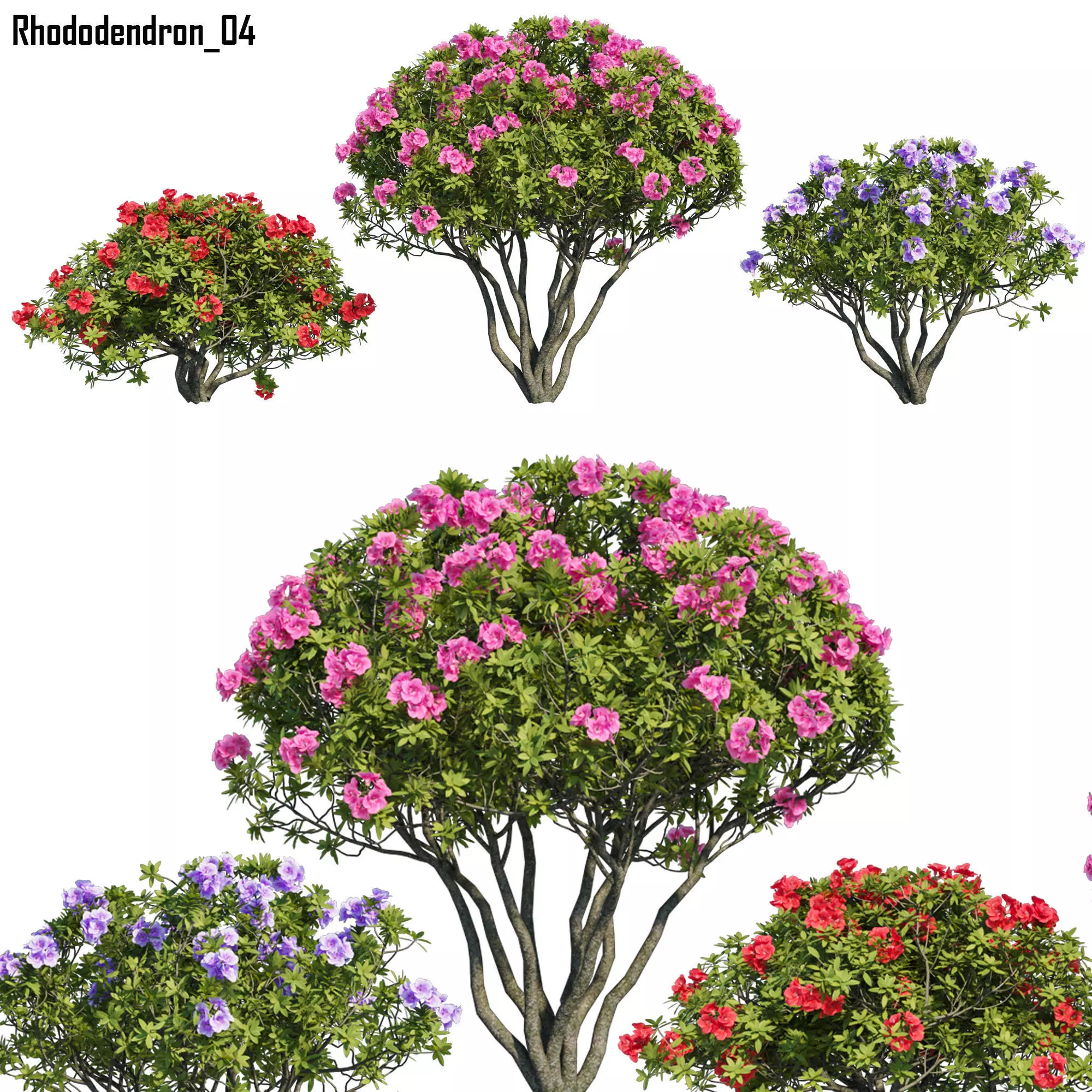 Rhododendron 04 3D model_0