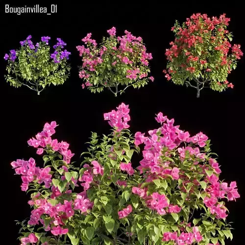 Bougainvillea 01