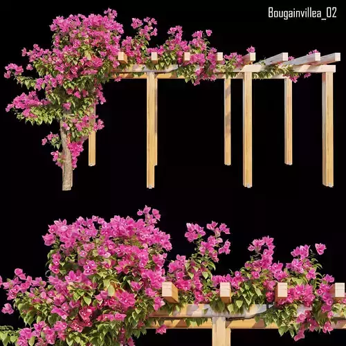 Bougainvillea 02 3D model