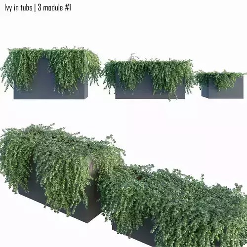 Ivy in tubs 1 -  3 module