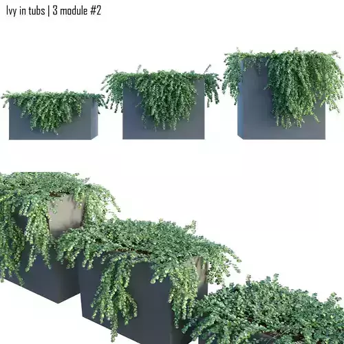 Ivy in tubs 2 -  3 module