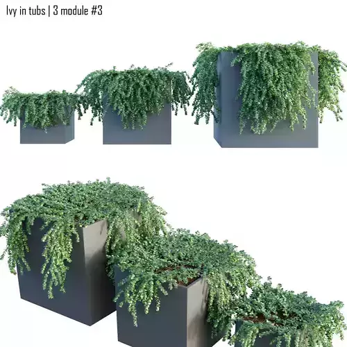 Ivy in tubs 3 -  3 module
