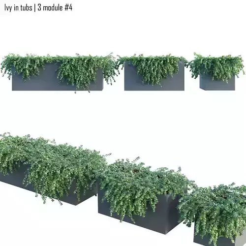 Ivy in tubs 4 -  3 module