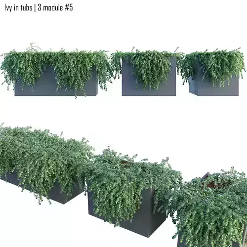 Ivy in tubs 5 -  3 module