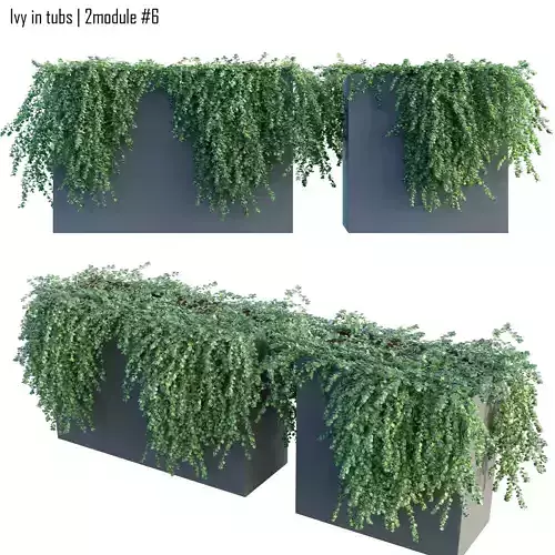 Ivy in tubs 6 -  2 module