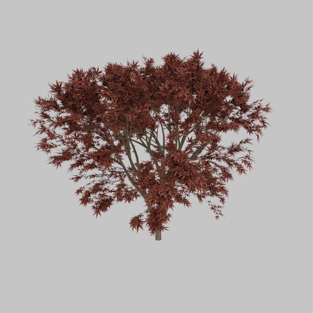 Maple Tree 3D model_7