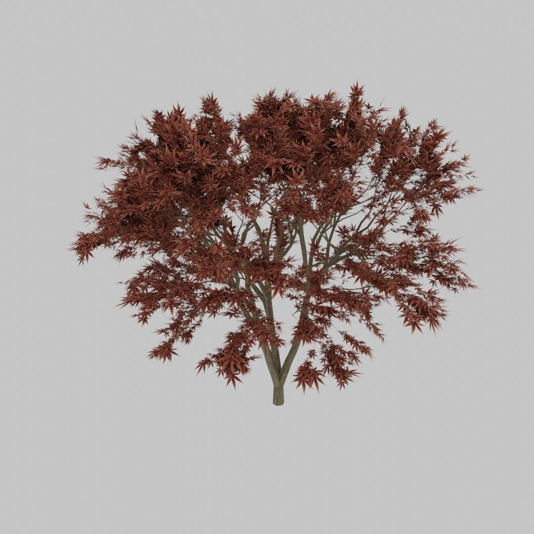 Maple Tree 3D model_6