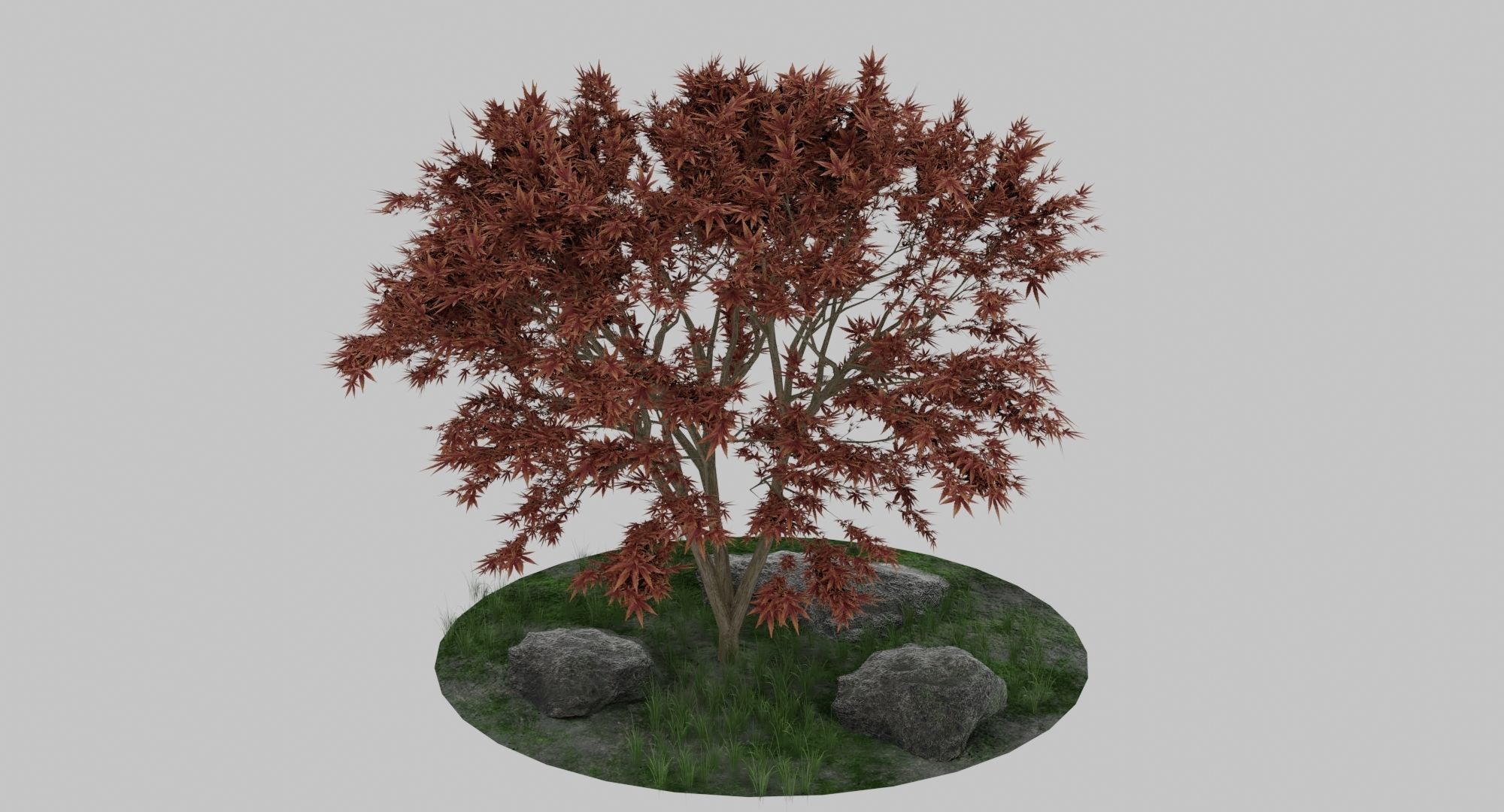 Maple Tree 3D model_1