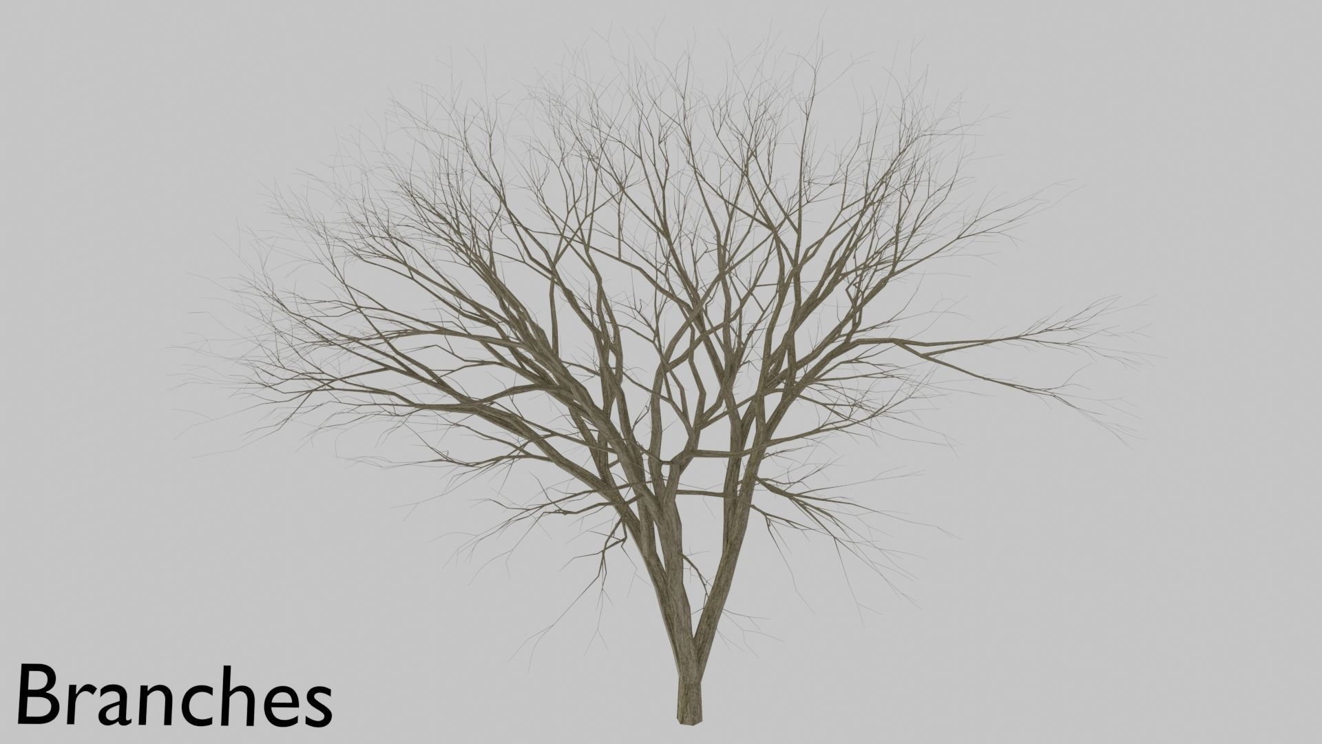 Maple Tree 3D model_10