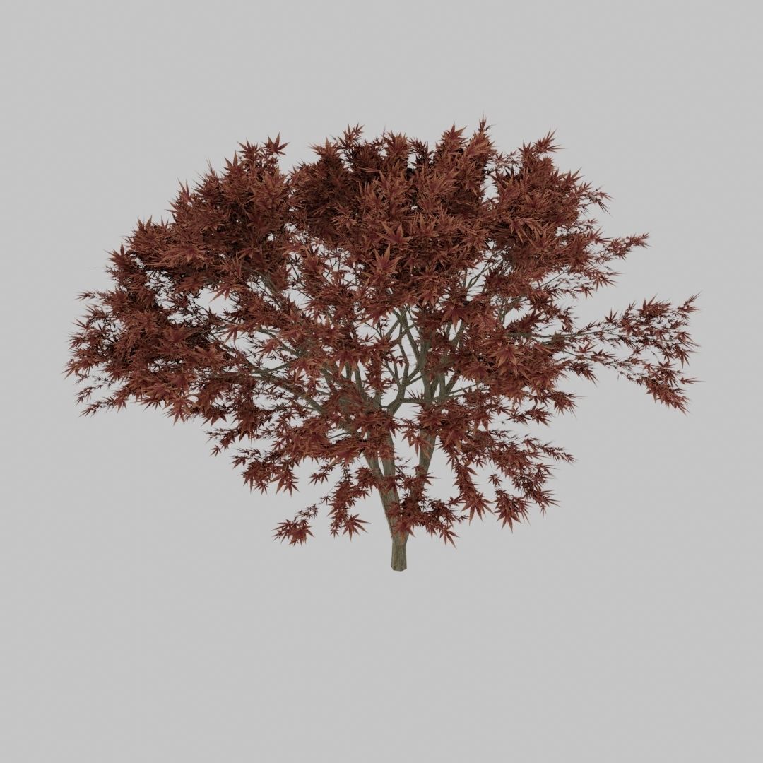 Maple Tree 3D model_5
