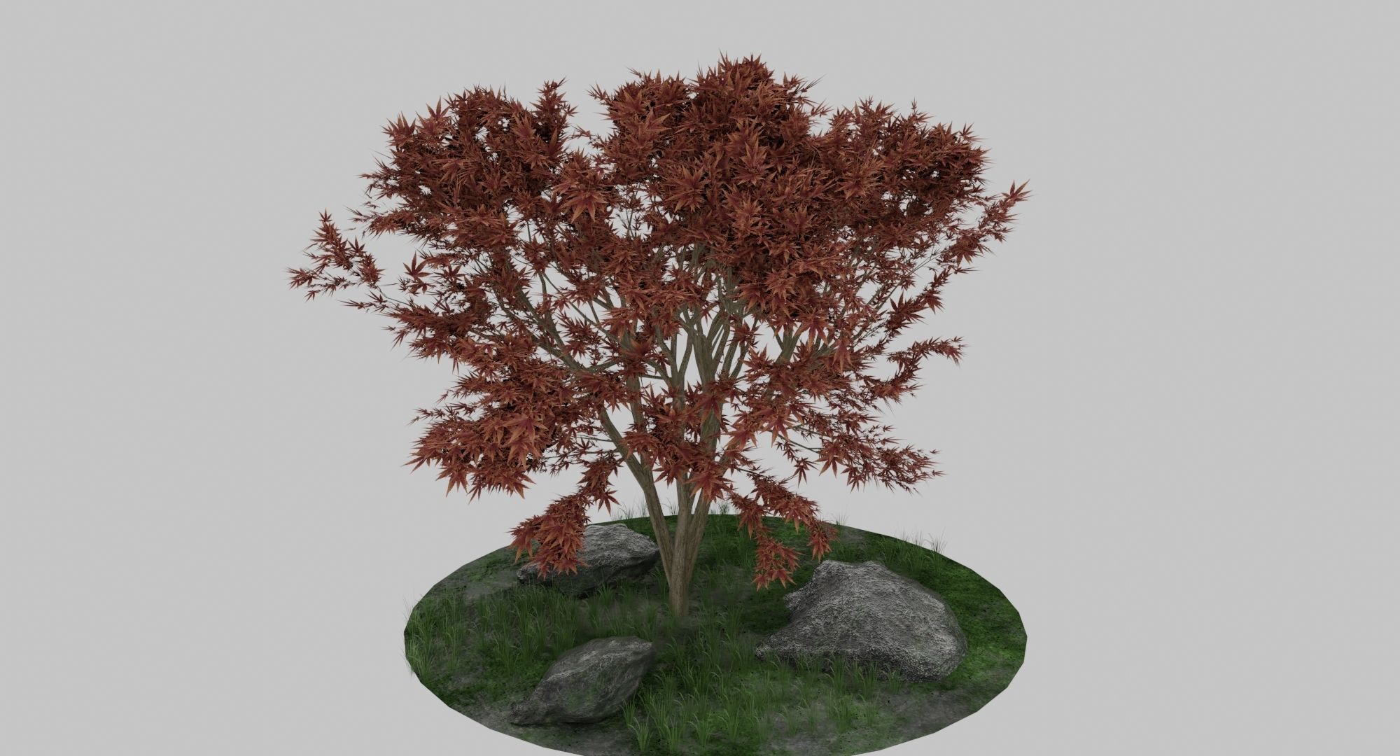 Maple Tree 3D model_3