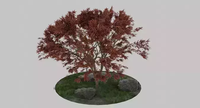Maple Tree 3D model