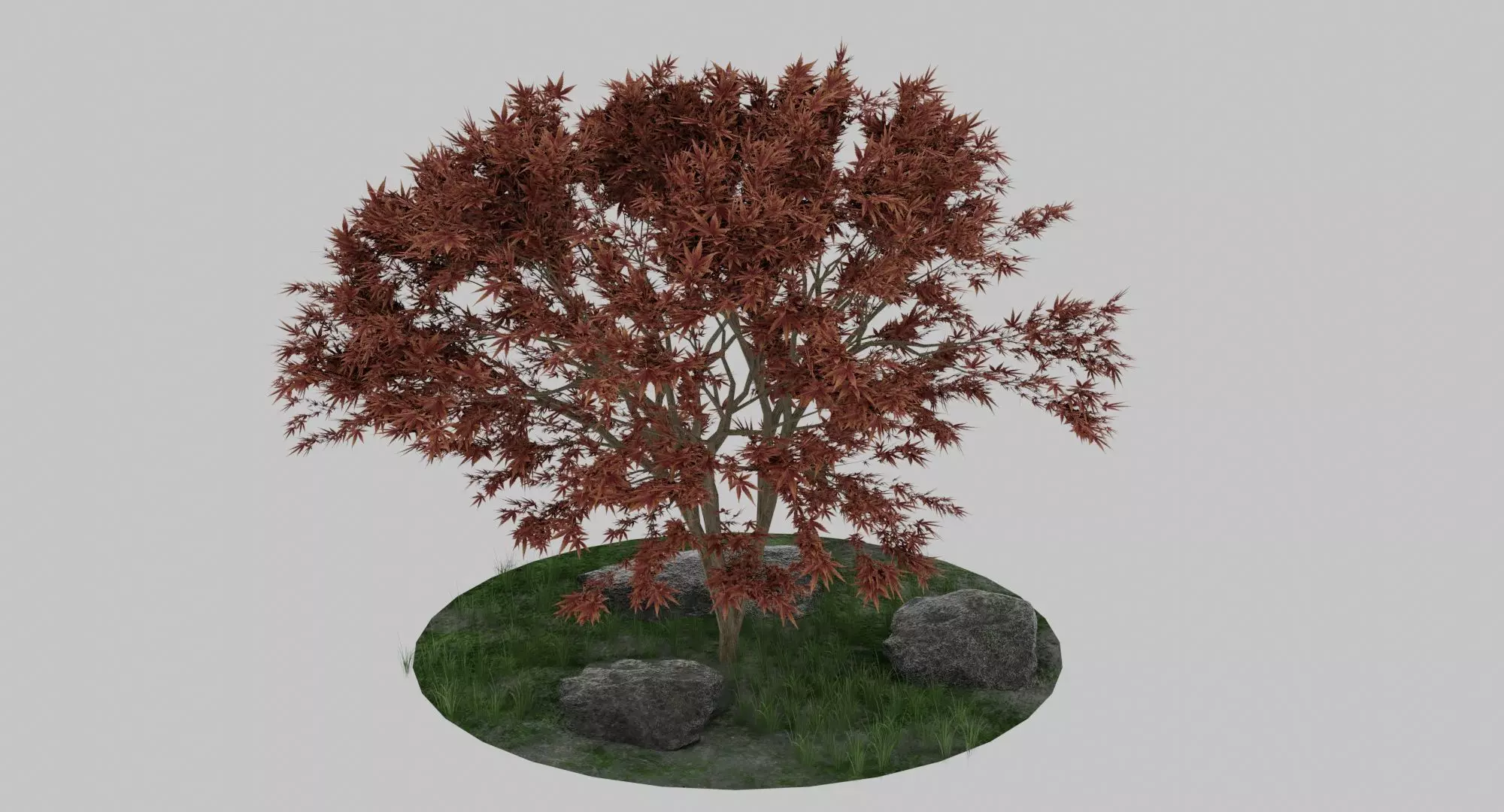 Maple Tree 3D model_0
