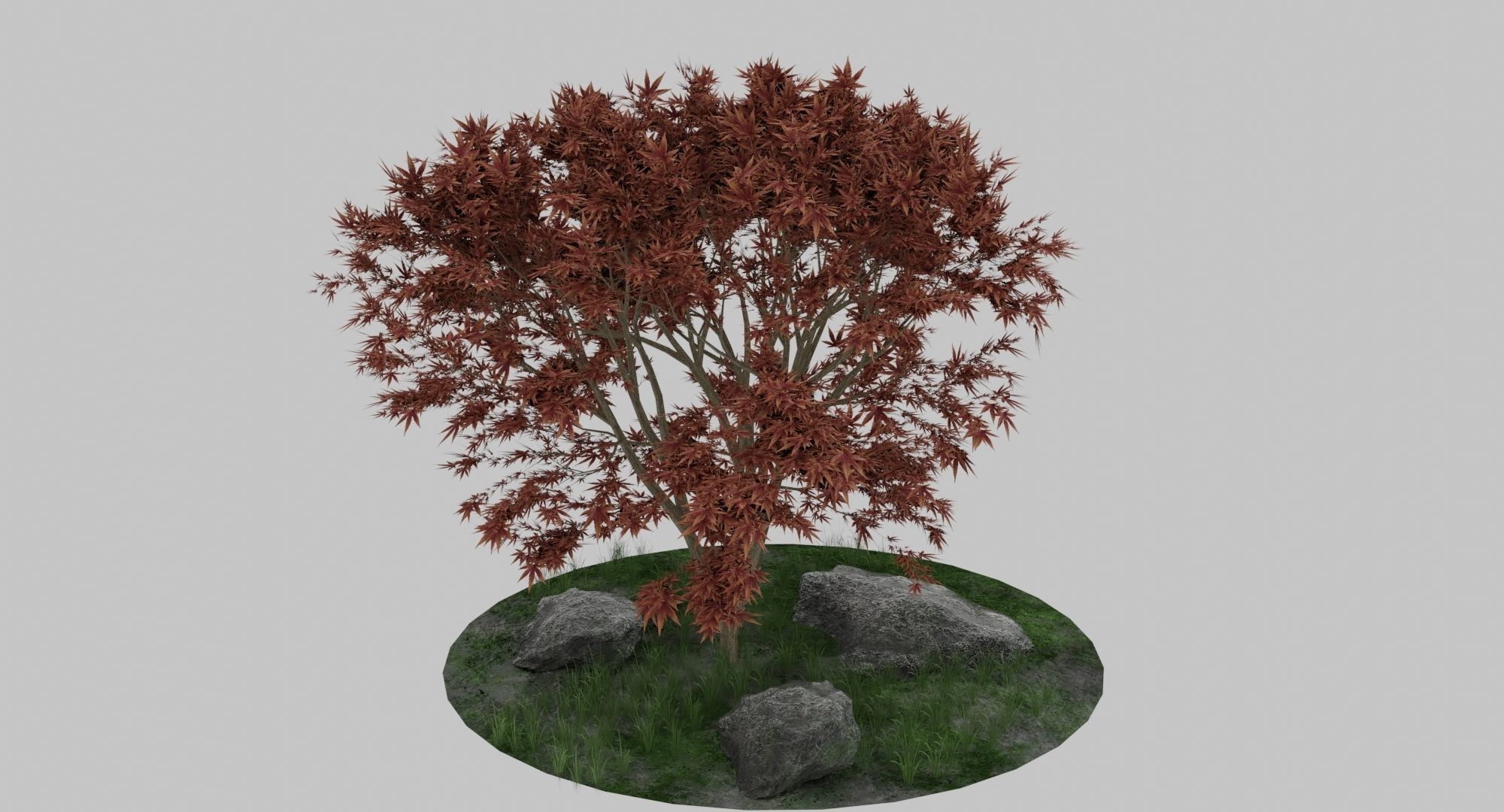 Maple Tree 3D model_2