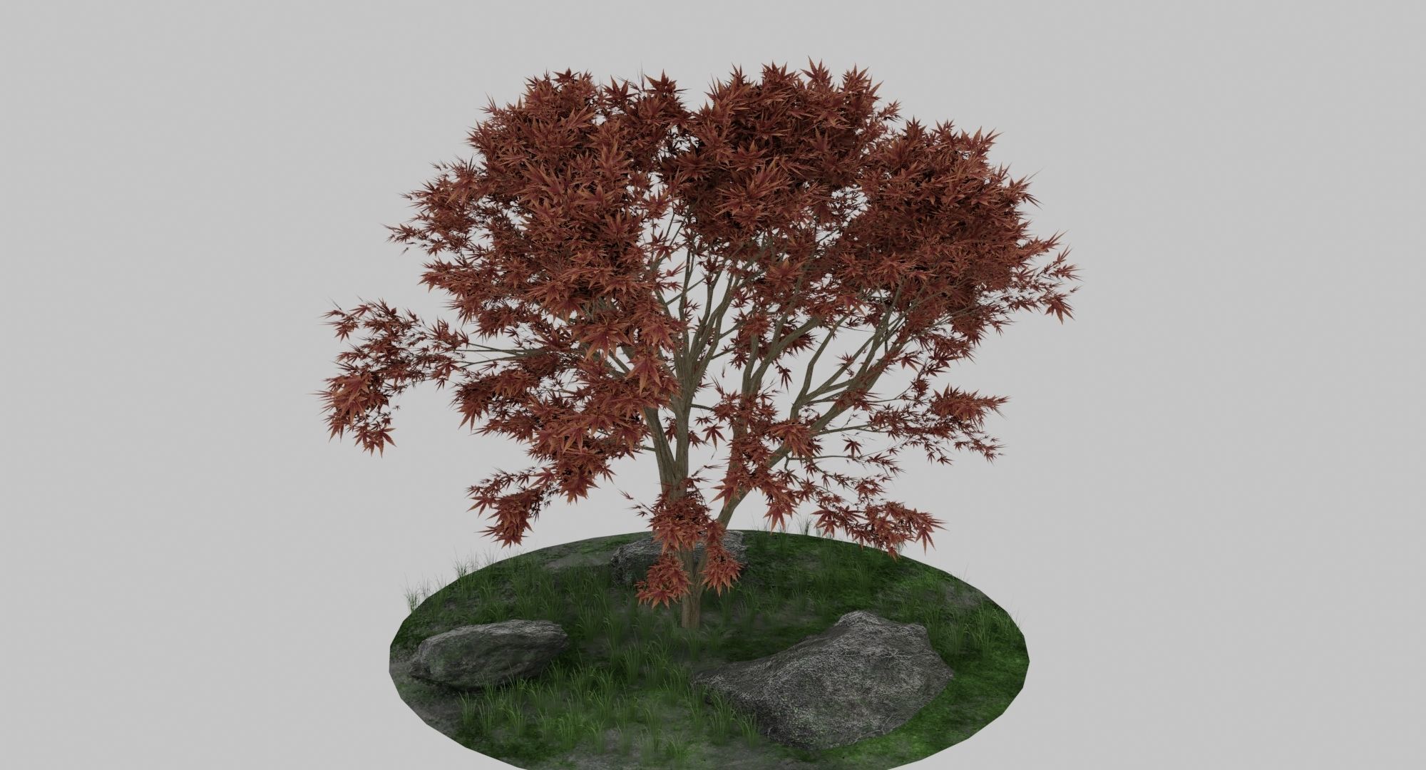 Maple Tree 3D model_4
