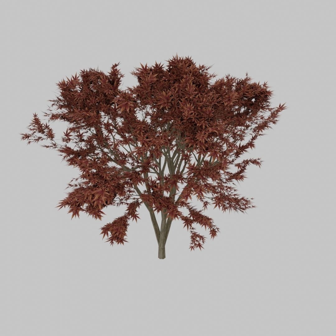 Maple Tree 3D model_8