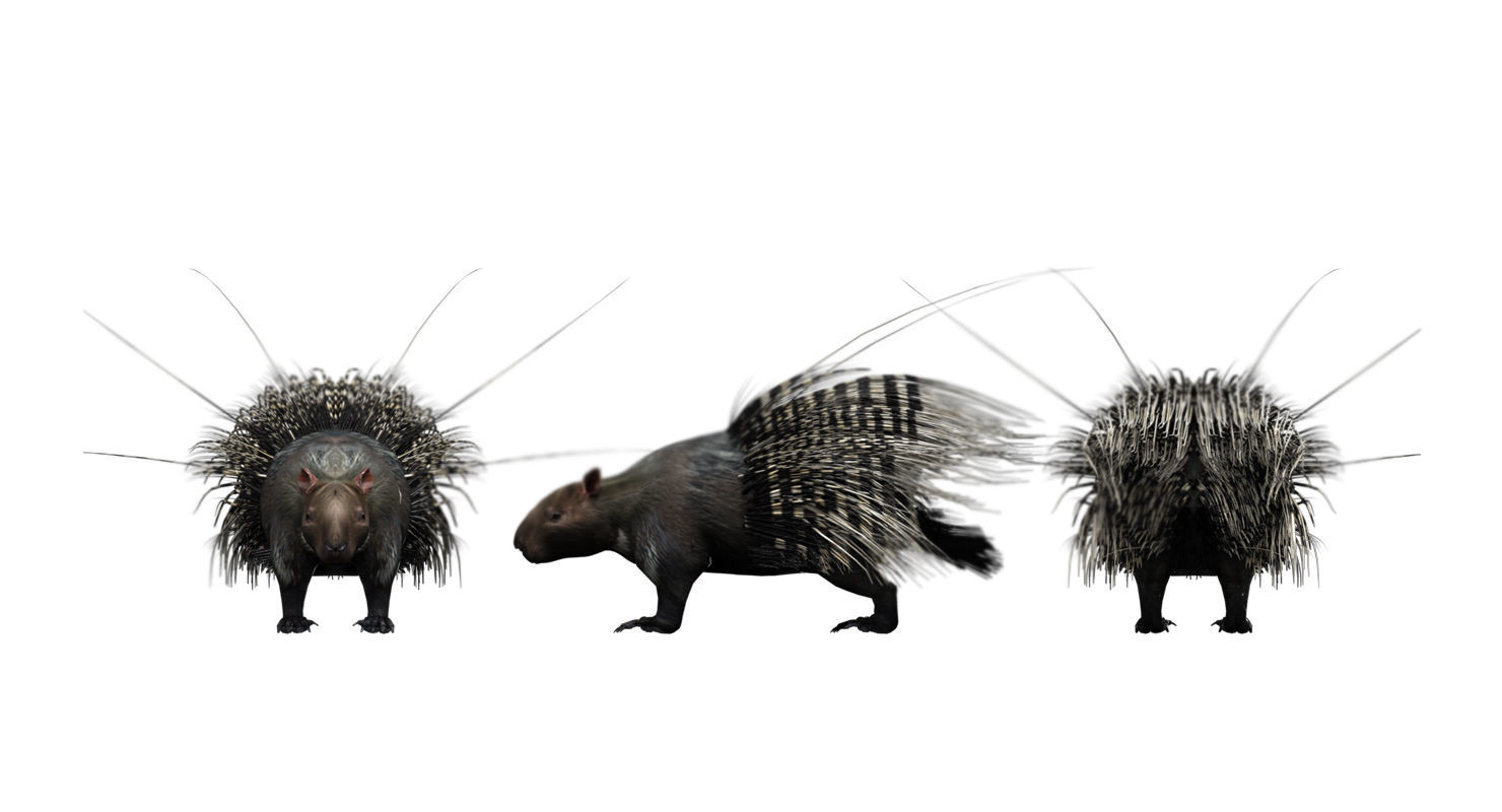 porcupine 3d model 3D model_1