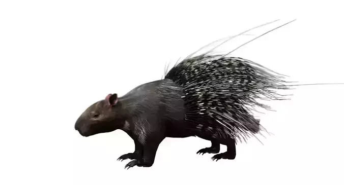 porcupine 3d model 3D model