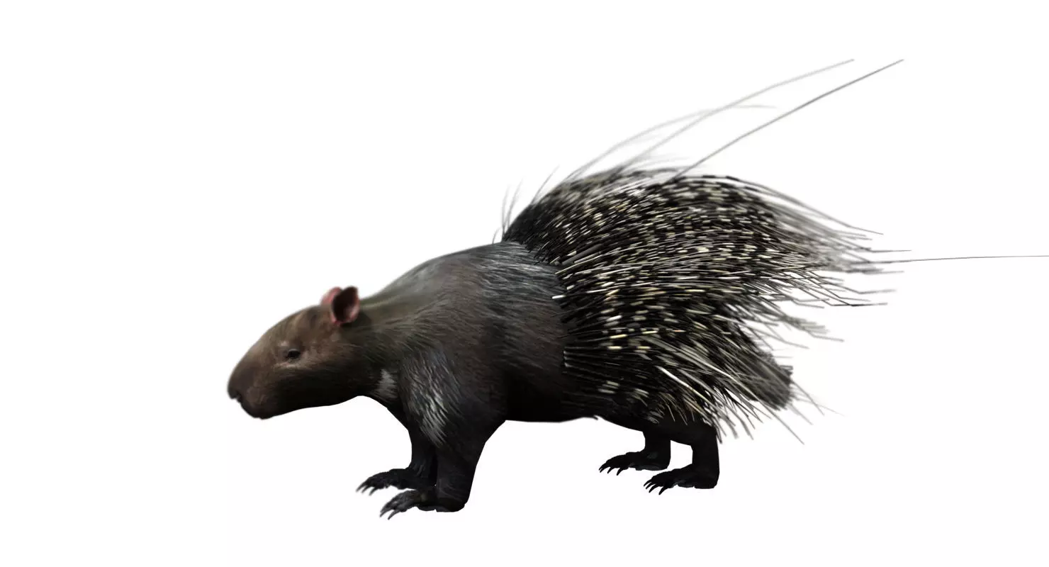 porcupine 3d model 3D model_0