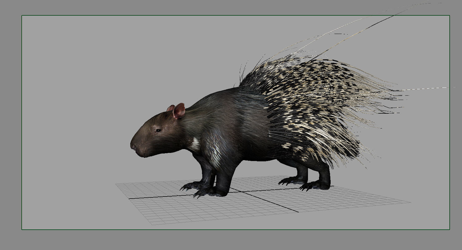 porcupine 3d model 3D model_2