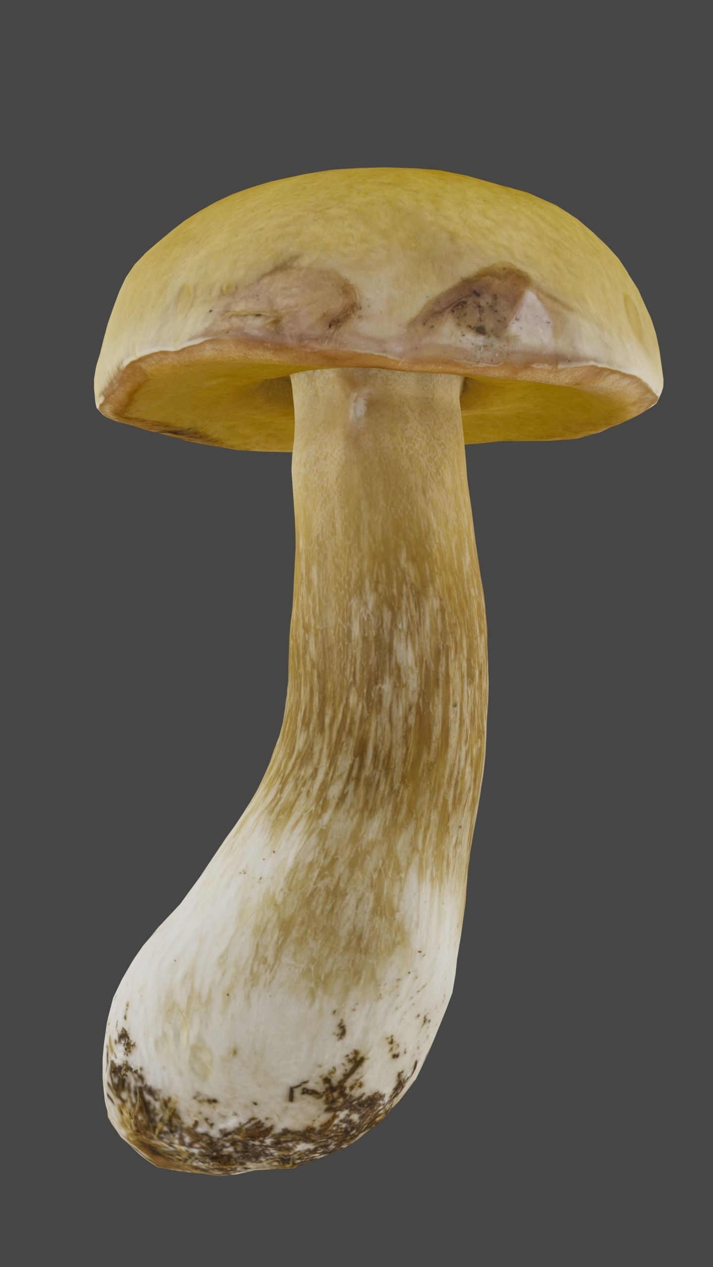 Bolete Mushroom Pack 1 Low-poly 3D model_8