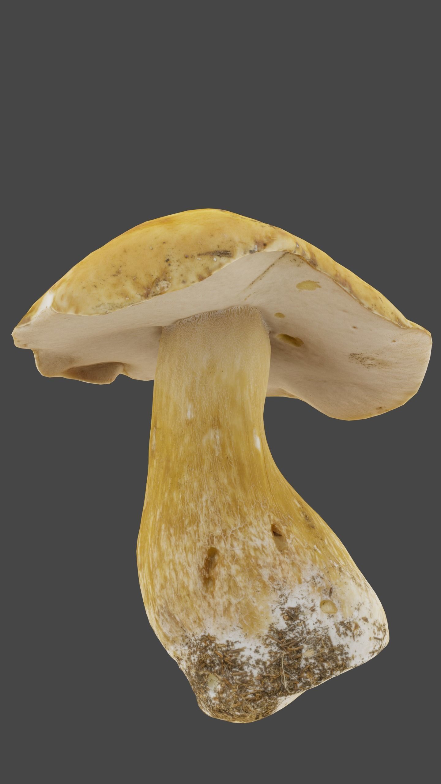 Bolete Mushroom Pack 1 Low-poly 3D model_2