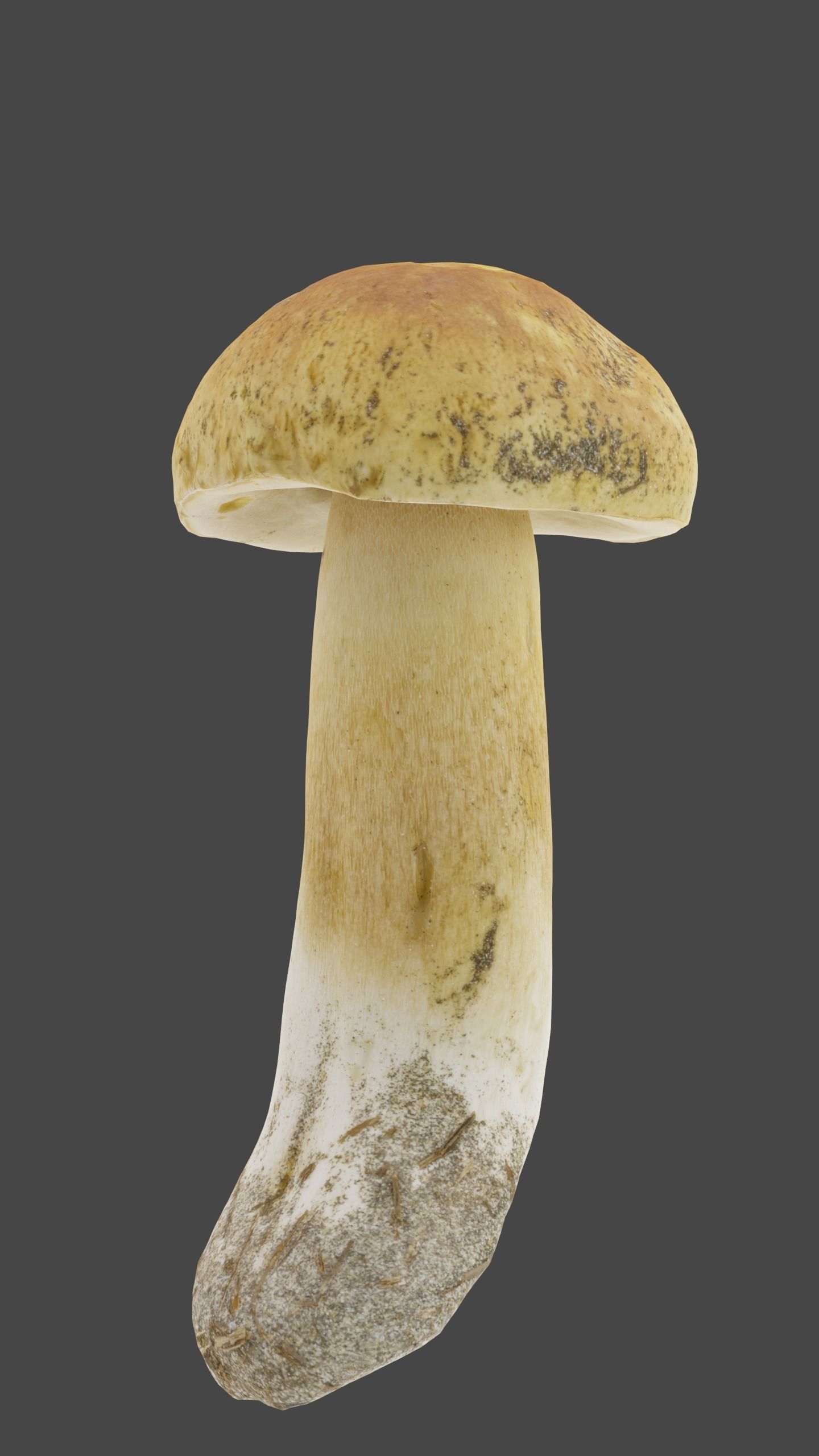 Bolete Mushroom Pack 1 Low-poly 3D model_6