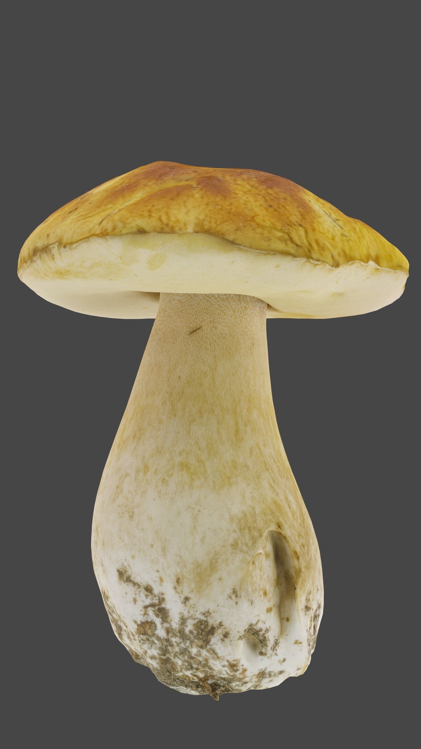 Bolete Mushroom Pack 1 Low-poly 3D model_4