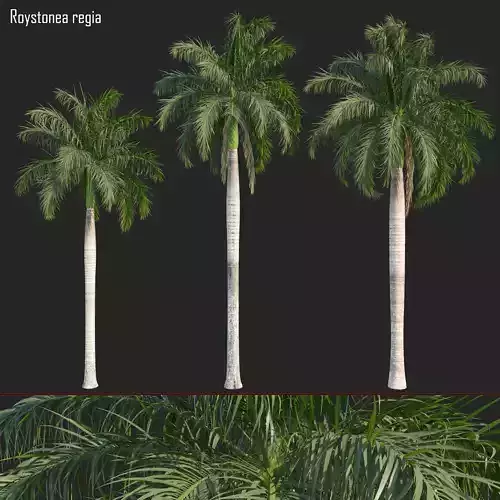 Roystonea regia 01 3D model