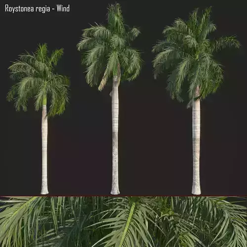 Roystonea regia - wind