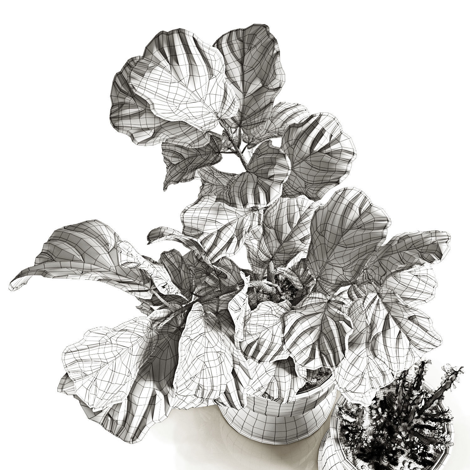 Ficus and cactus 3D model_8