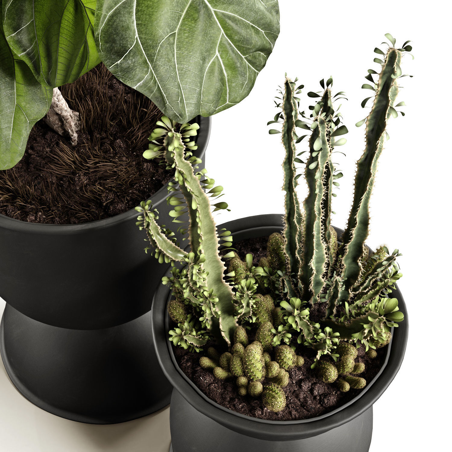 Ficus and cactus 3D model_5