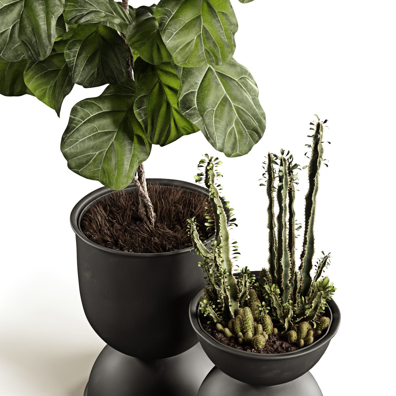 Ficus and cactus 3D model_2