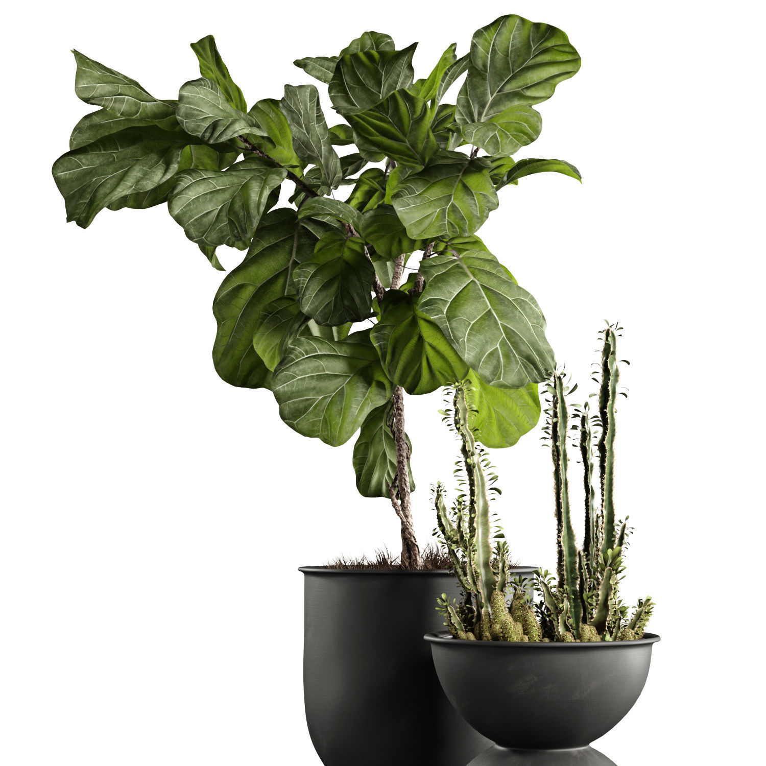 Ficus and cactus 3D model_3