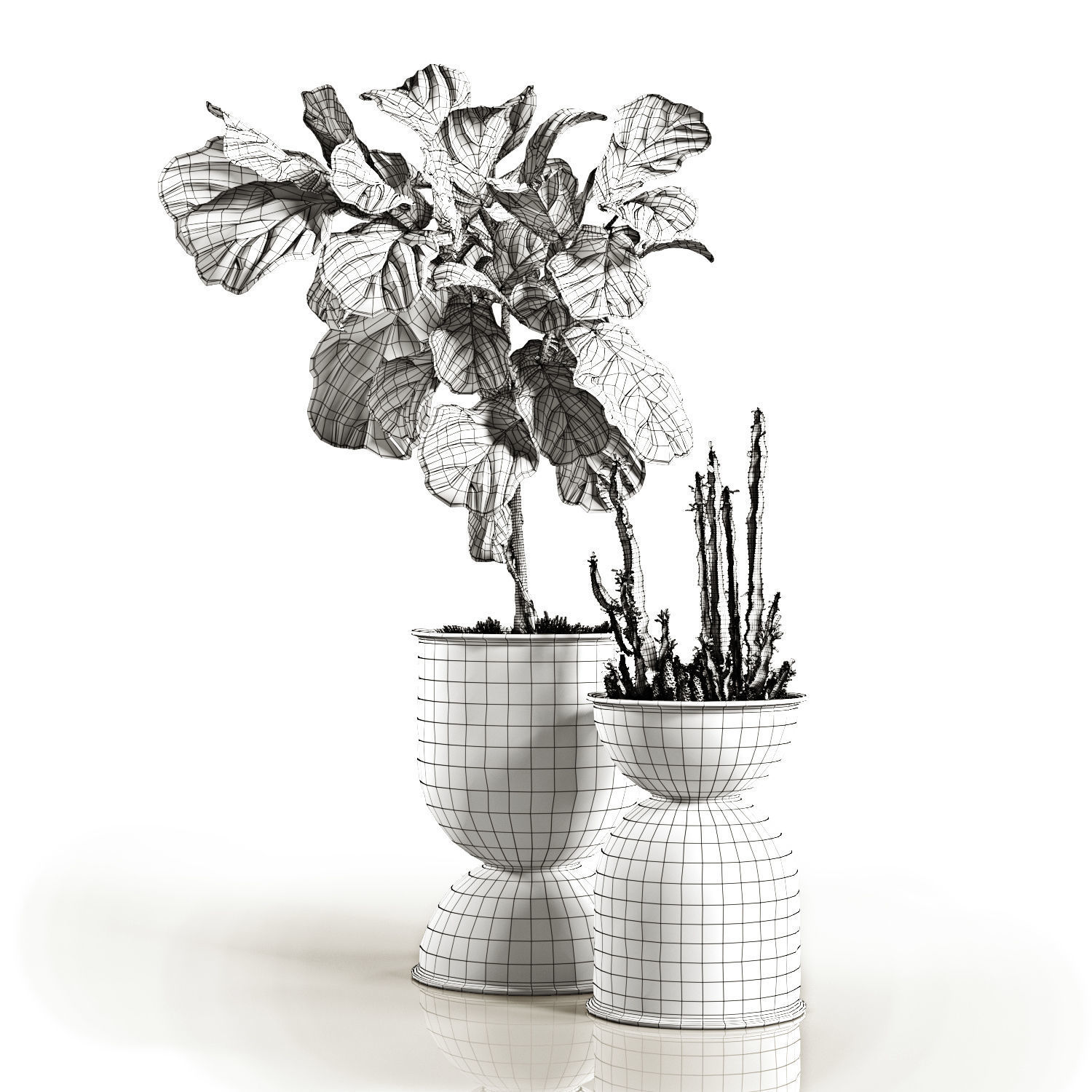 Ficus and cactus 3D model_7