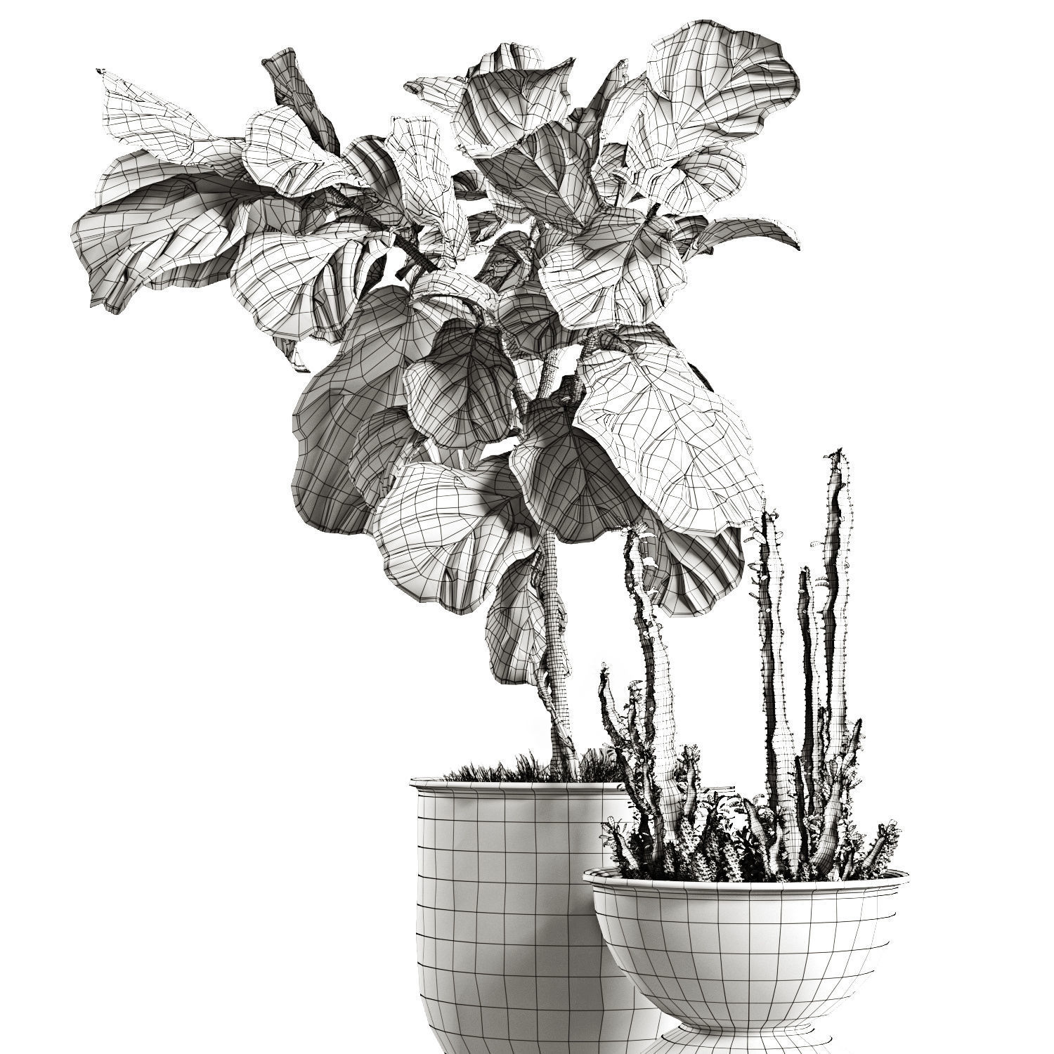 Ficus and cactus 3D model_9