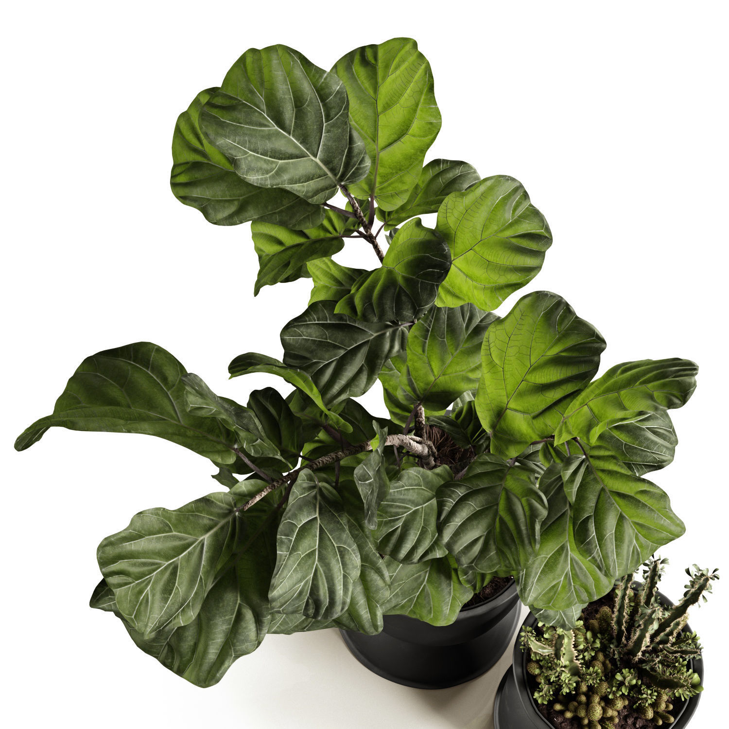 Ficus and cactus 3D model_4