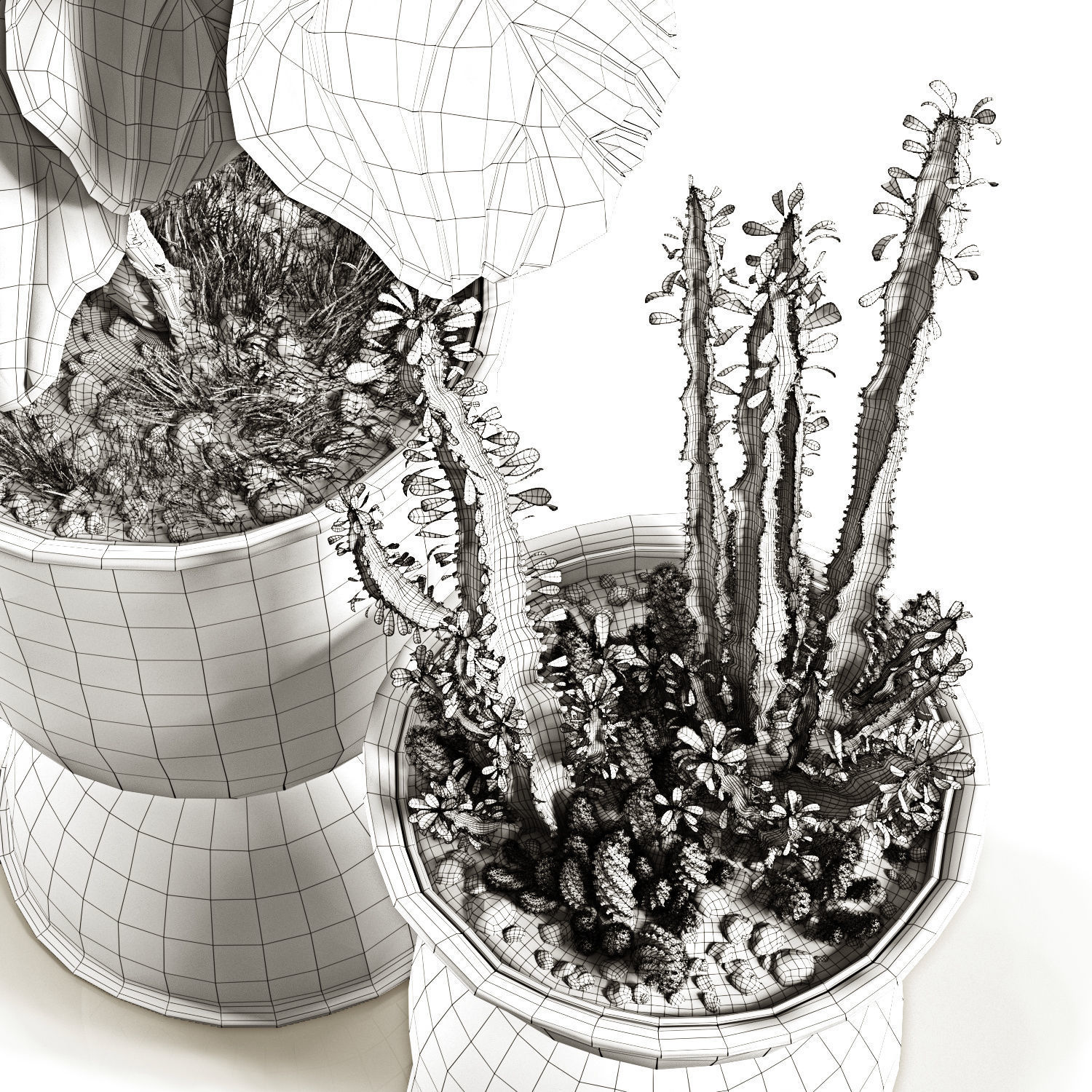 Ficus and cactus 3D model_6
