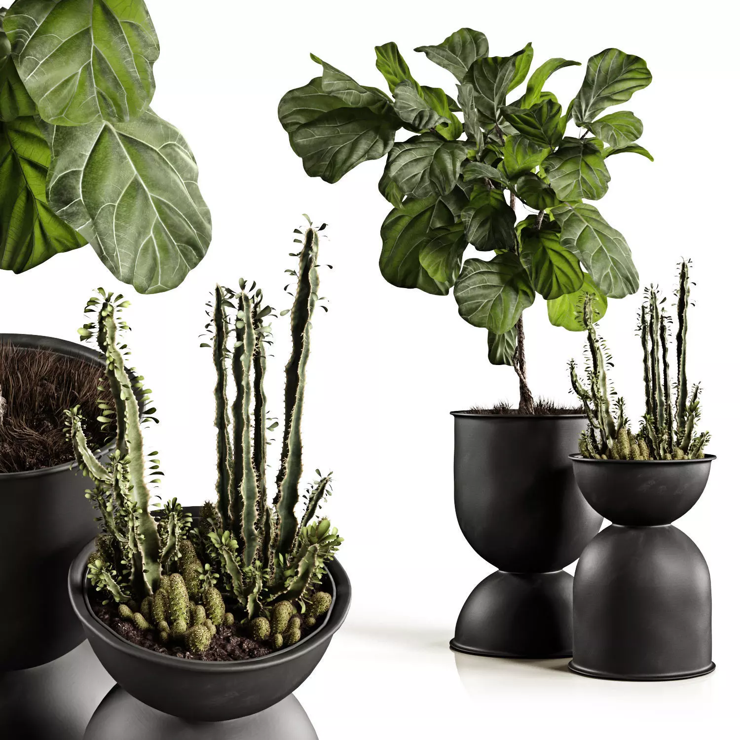 Ficus and cactus 3D model_0