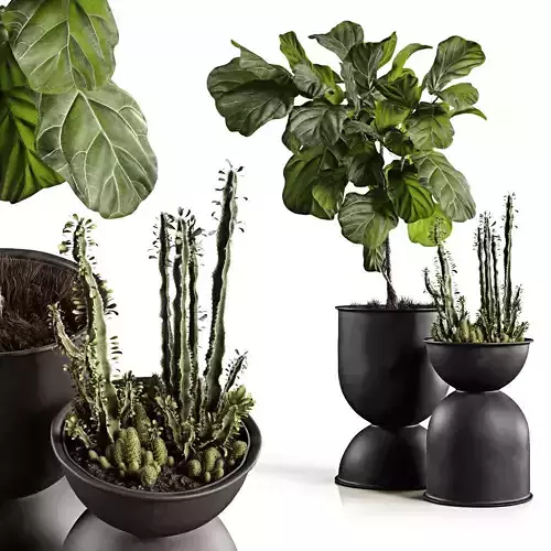 Ficus and cactus 3D model