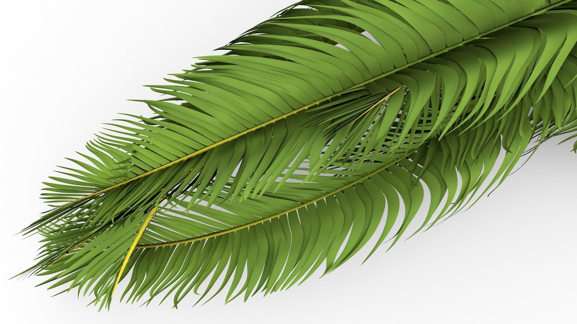 Palm Leaves 3D model_3