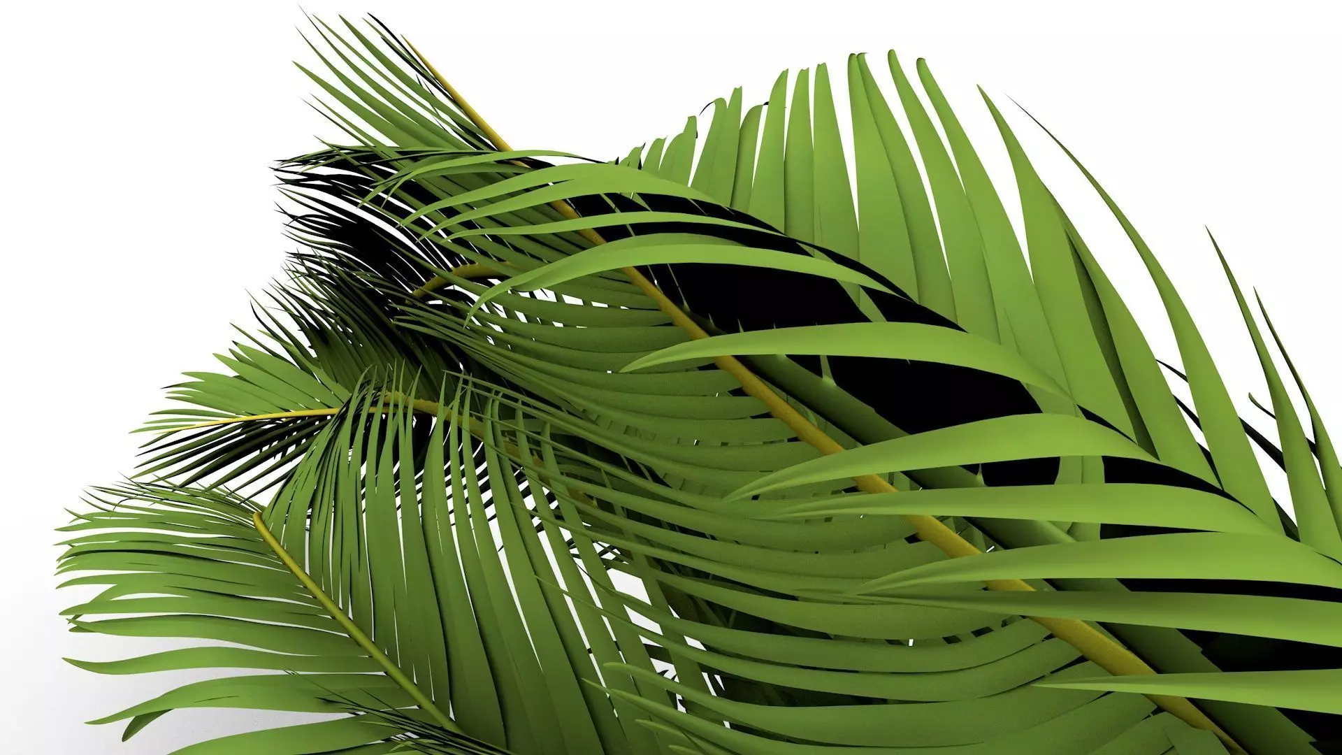 Palm Leaves 3D model_0