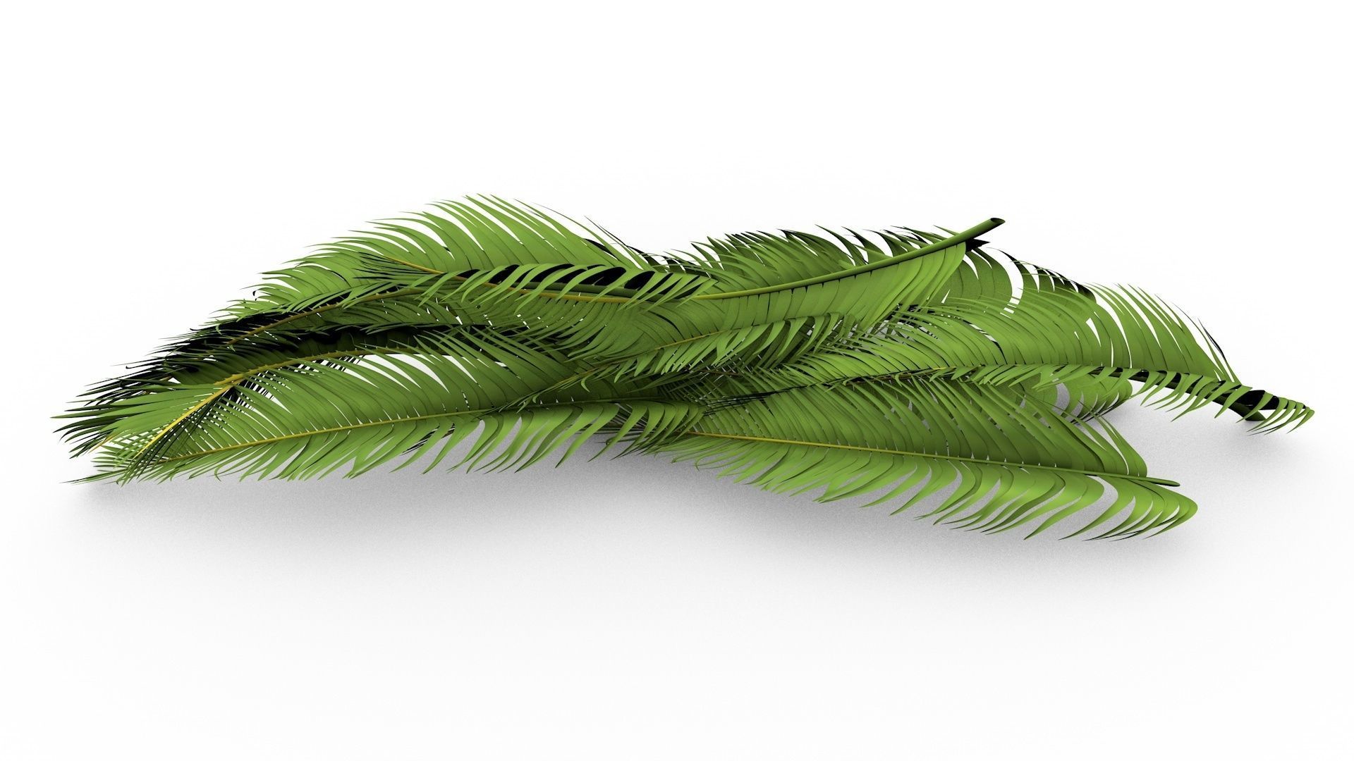 Palm Leaves 3D model_6